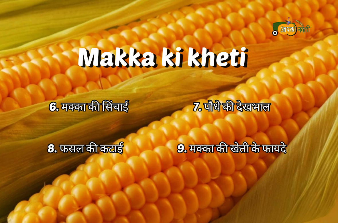 Makka ki kheti : क्या है सही तरीका और कैसे करें खेती - aapkikheti