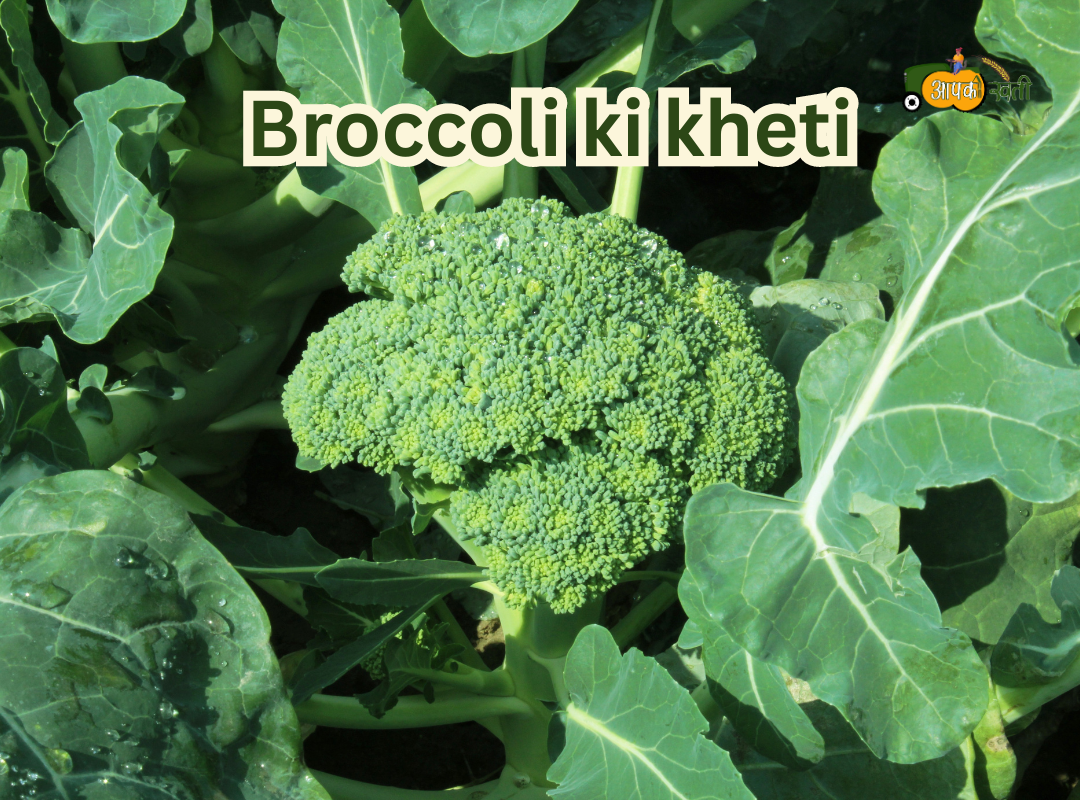 Broccoli ki kheti