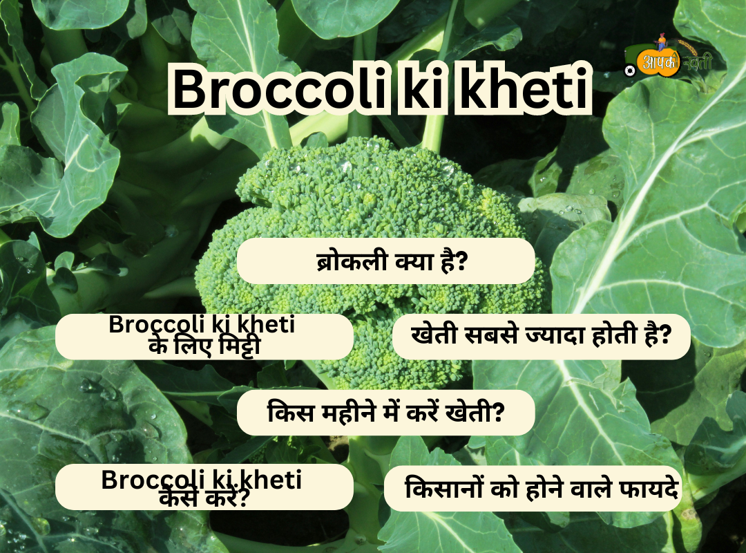 Broccoli ki kheti