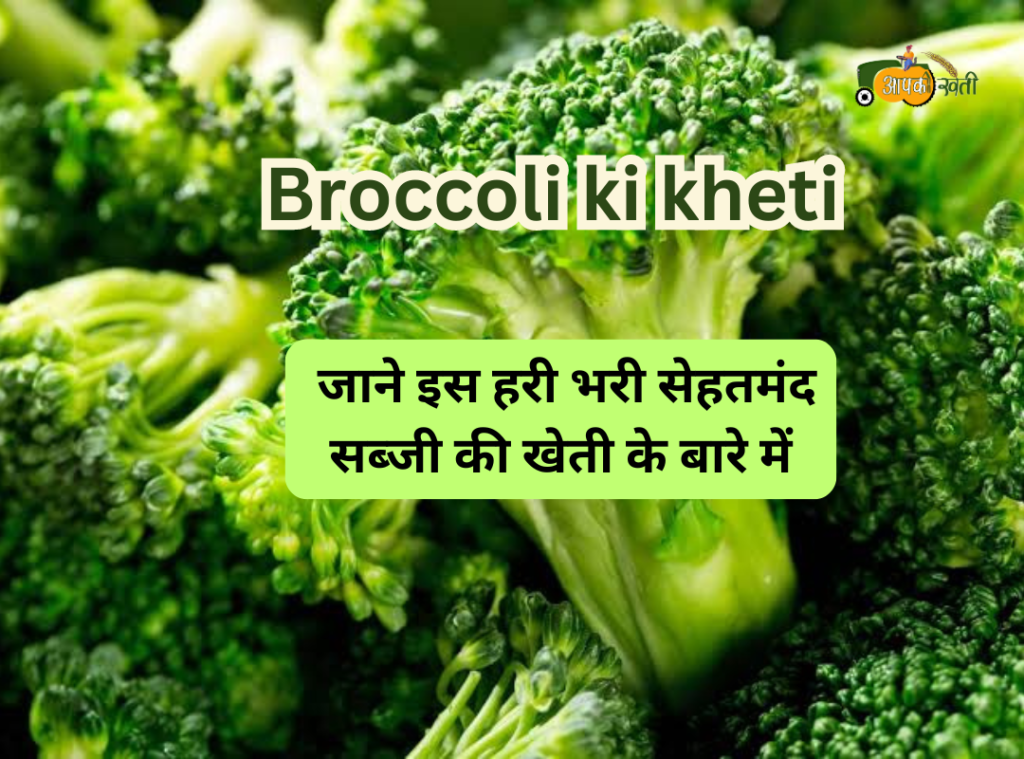 Broccoli ki kheti