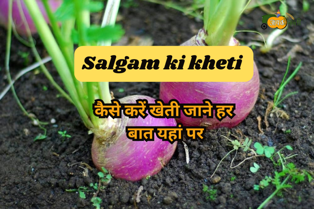 Salgam ki kheti