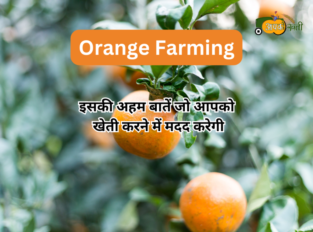 Orange Farming