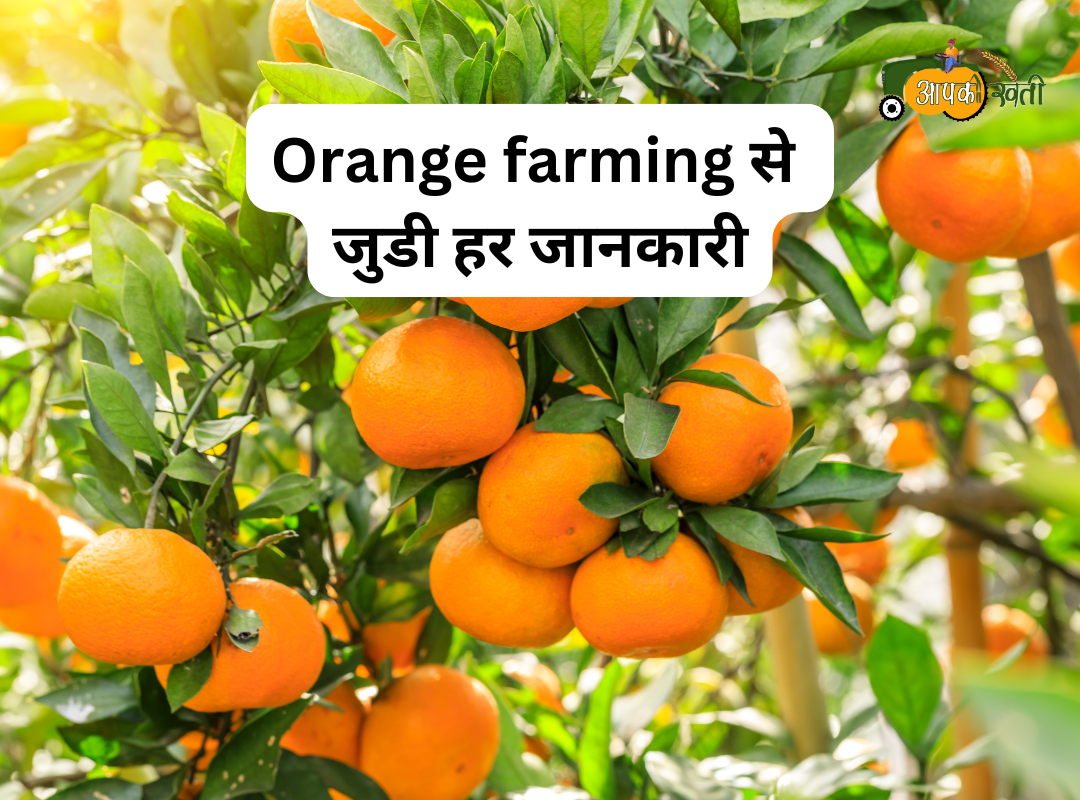 Orange Farming