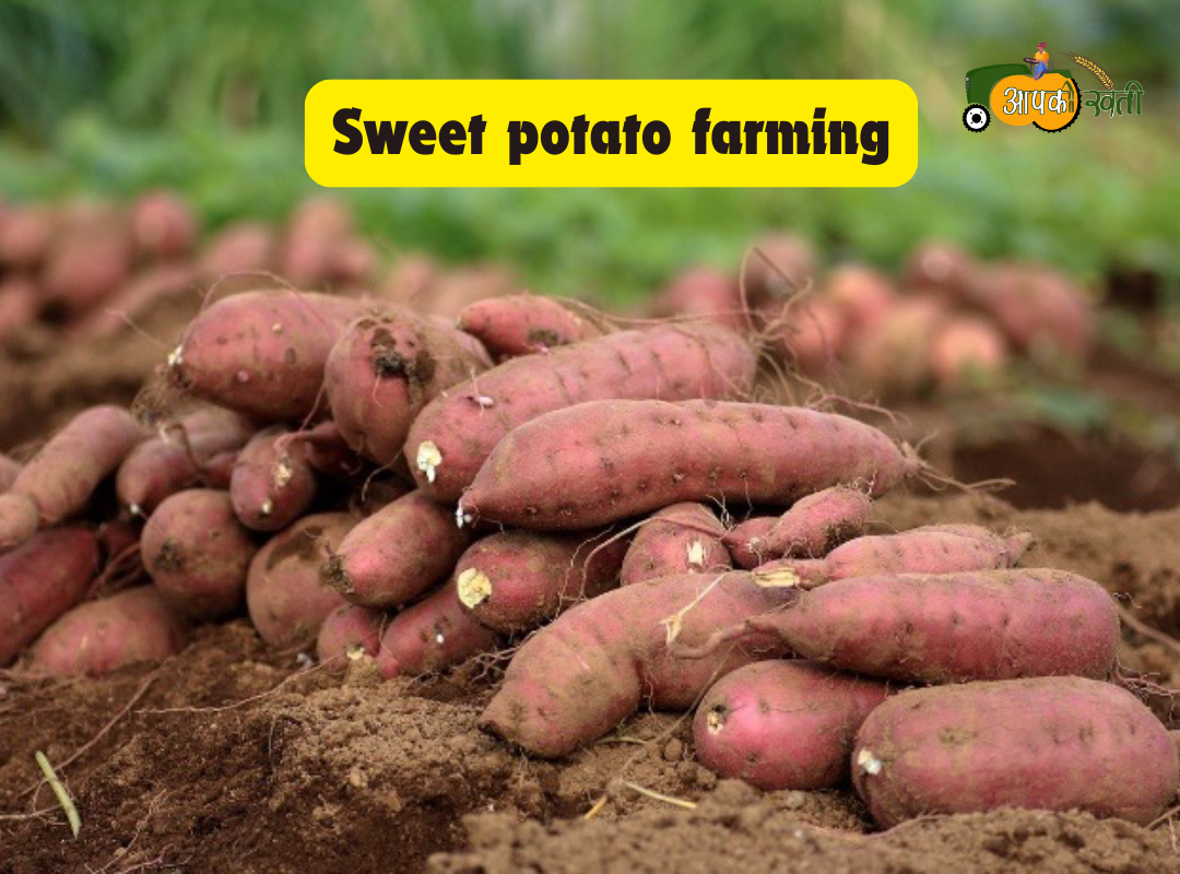 Sweet potato farming