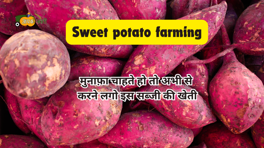 Sweet potato farming