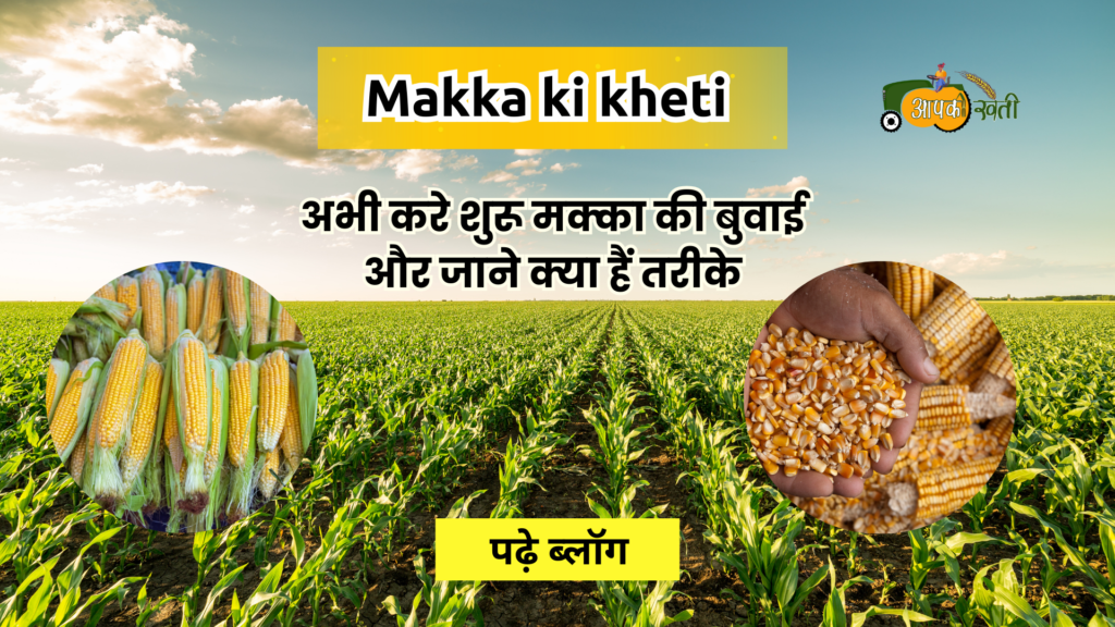 Makka Ki Kheti-Aapkikheti.com