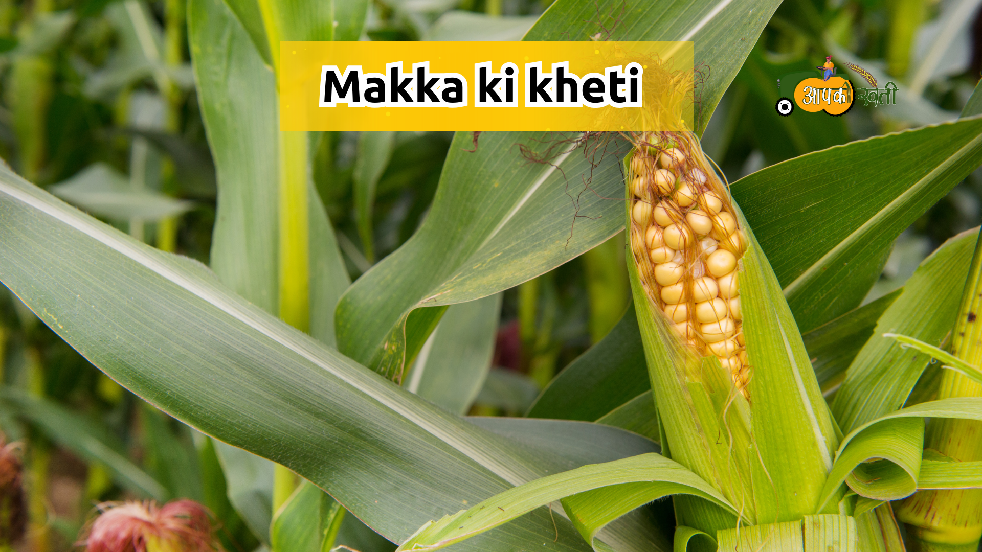 Makka Ki Kheti-Aapkikheti.com