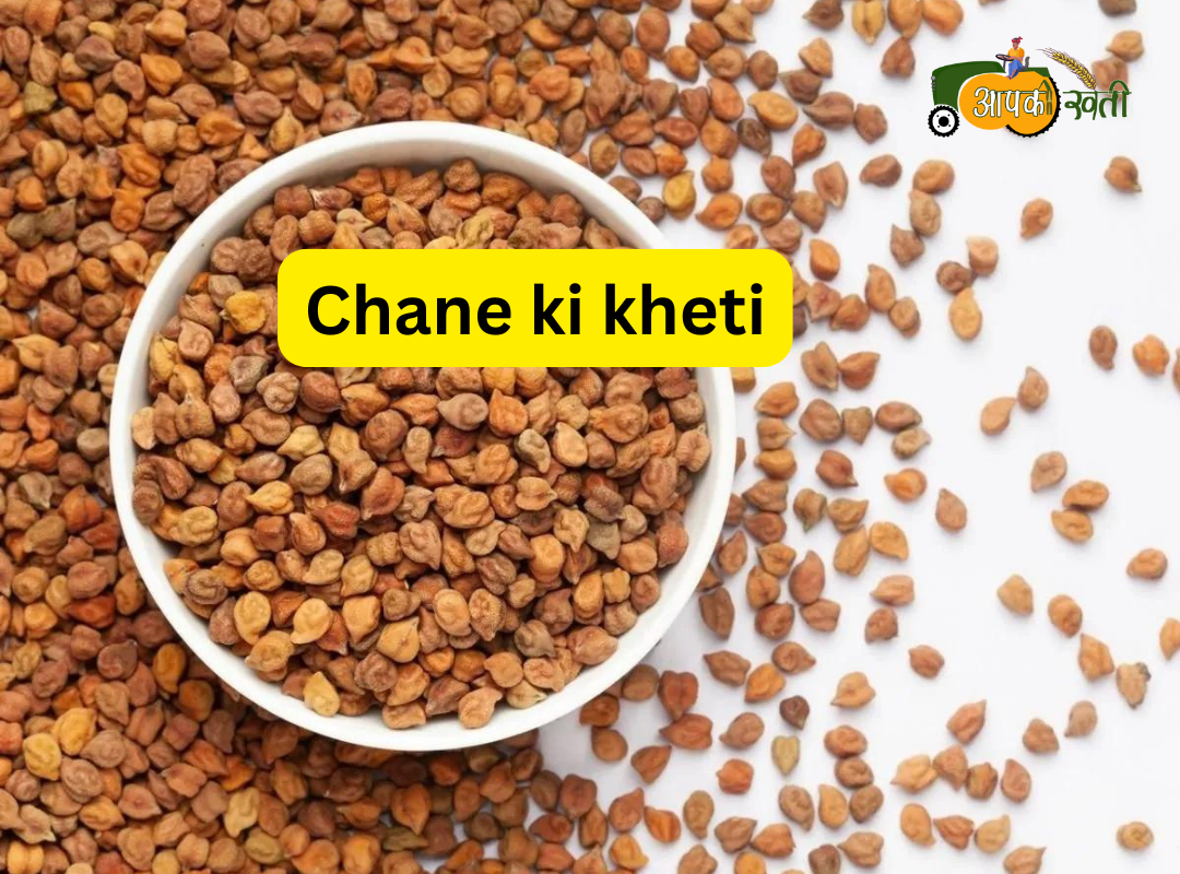 Chane ki kheti Aapkikheti.com