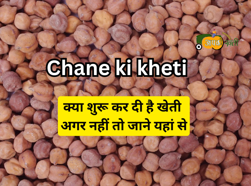 Chane ki kheti Aapkikheti.com