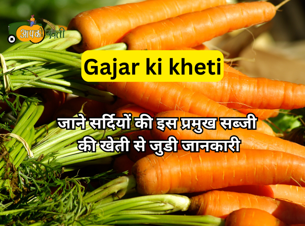 Gajar ki kheti Aapkikheti.com