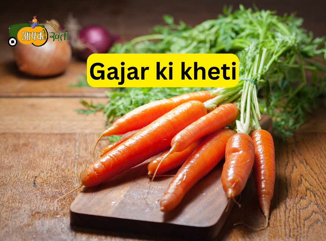 Gajar ki kheti Aapkikheti.com