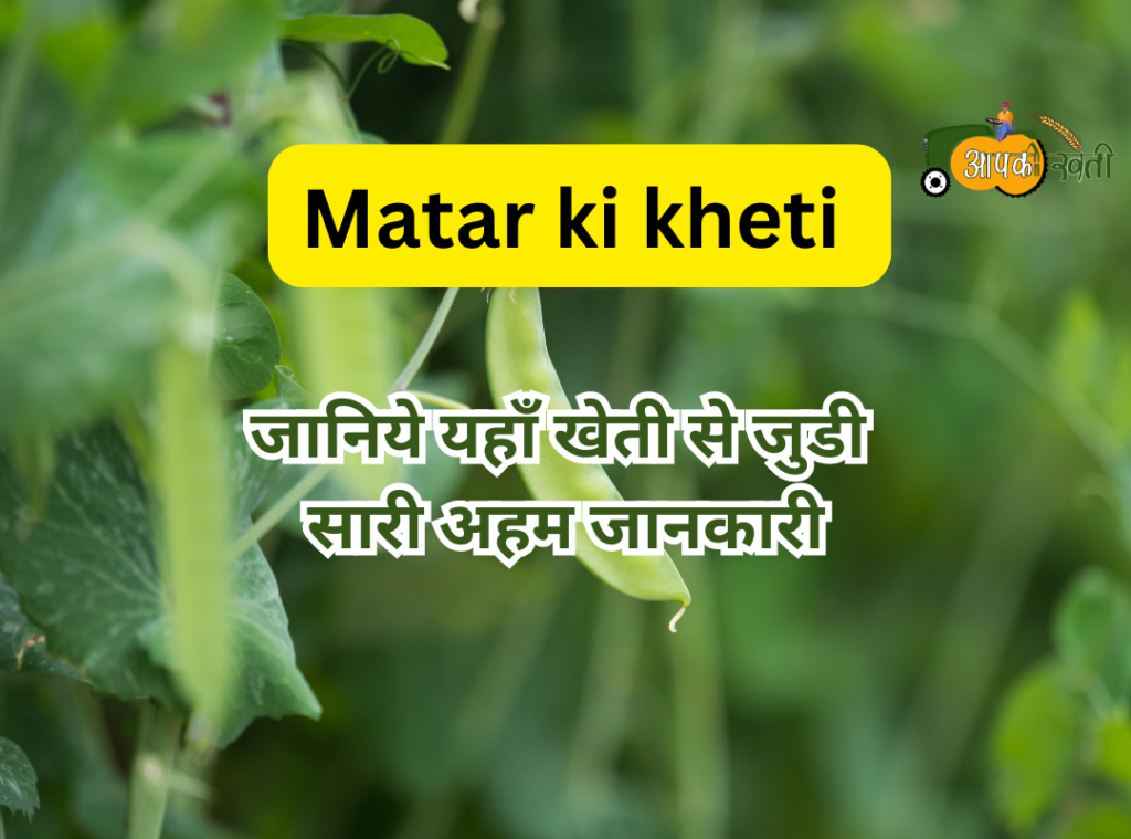 Matar ki kheti Aapkikheti .com