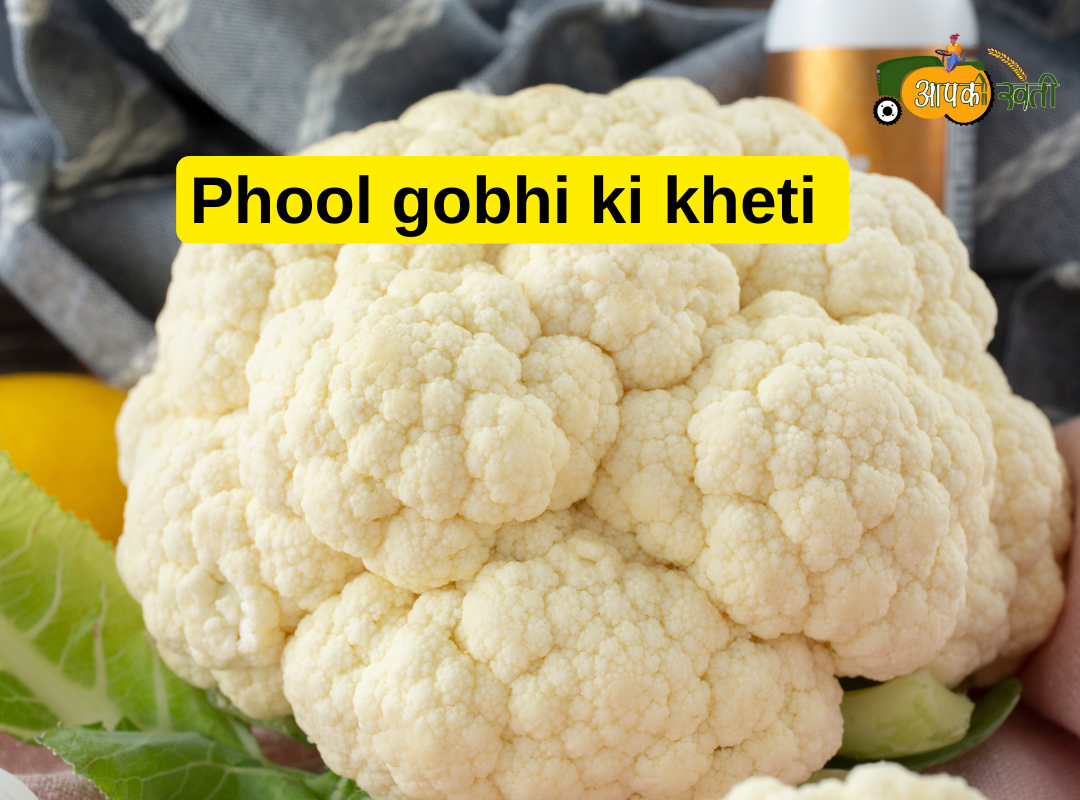 Phool gobhi ki kheti Aapkikheti.com