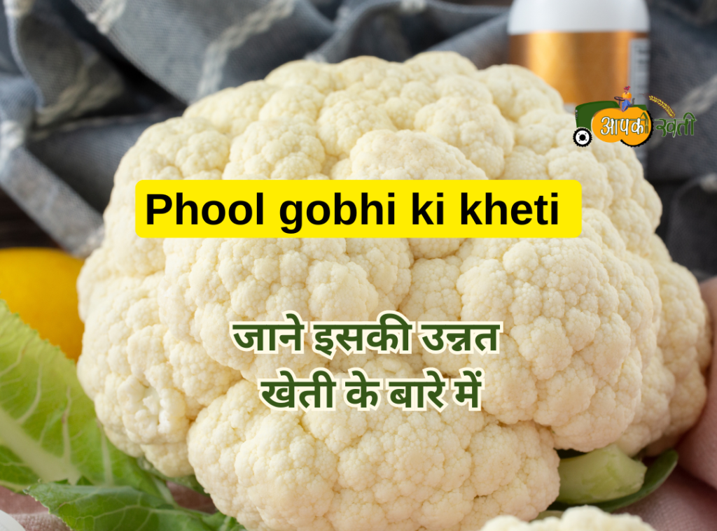 Phool gobhi ki kheti Aapkikheti.com