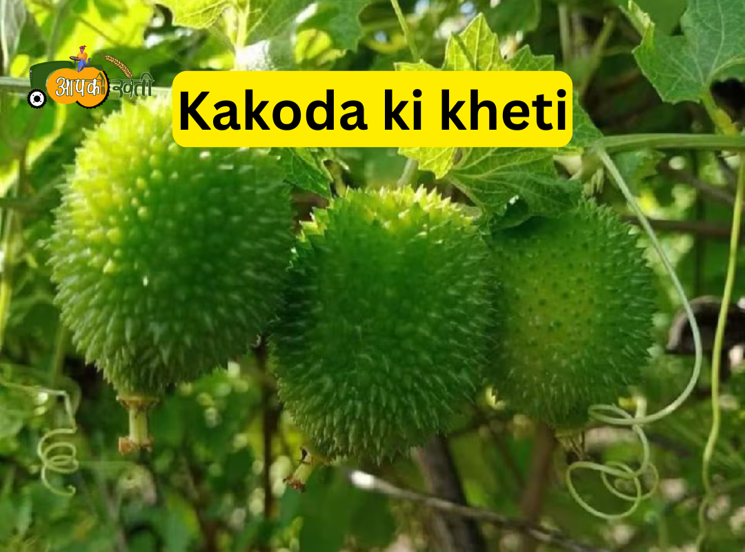 Kakoda ki kheti