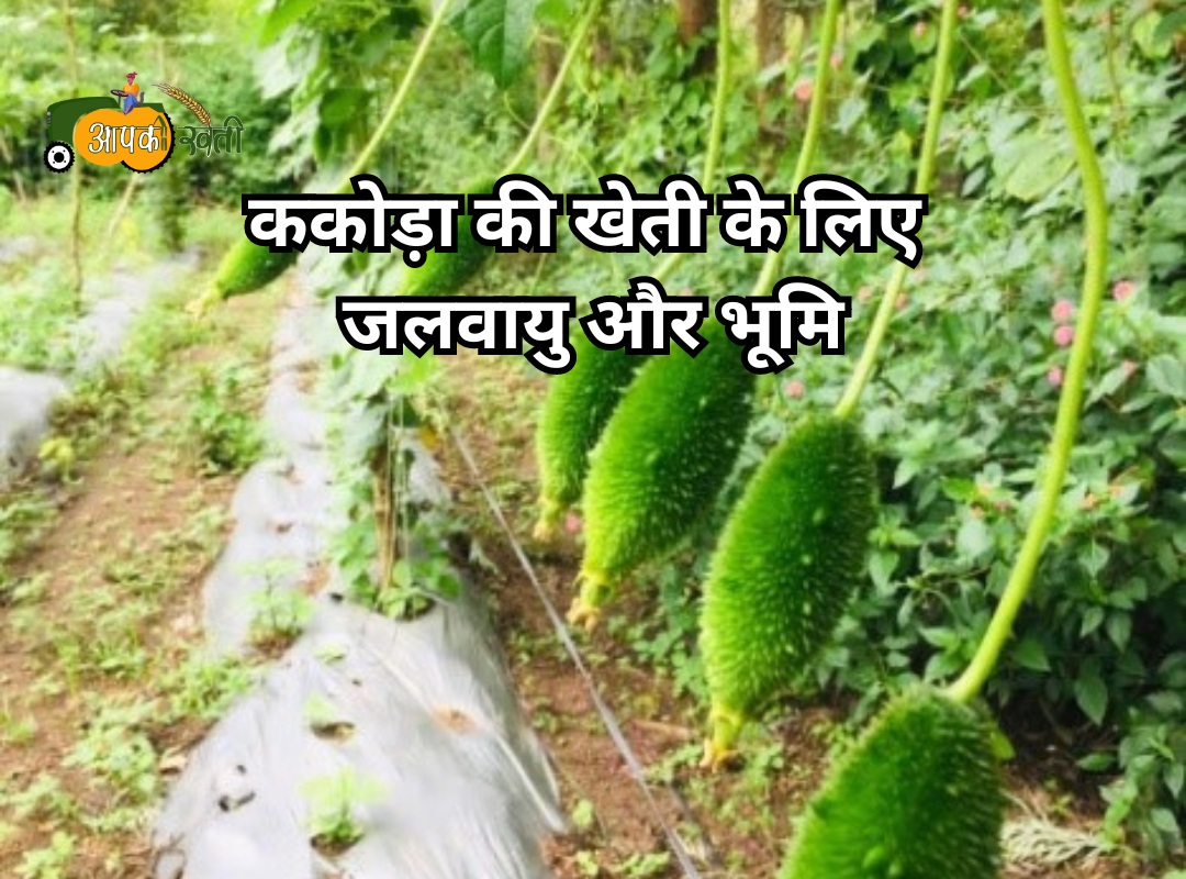 Kakoda ki kheti