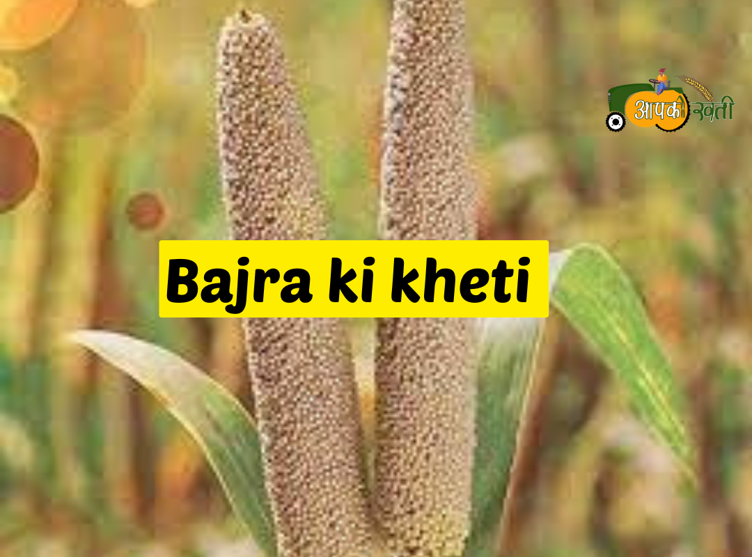 Bajra ki kheti Aapkikheti.com