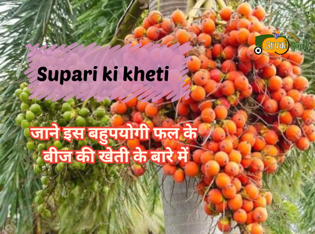 Supari ki kheti Aapkikheti.com