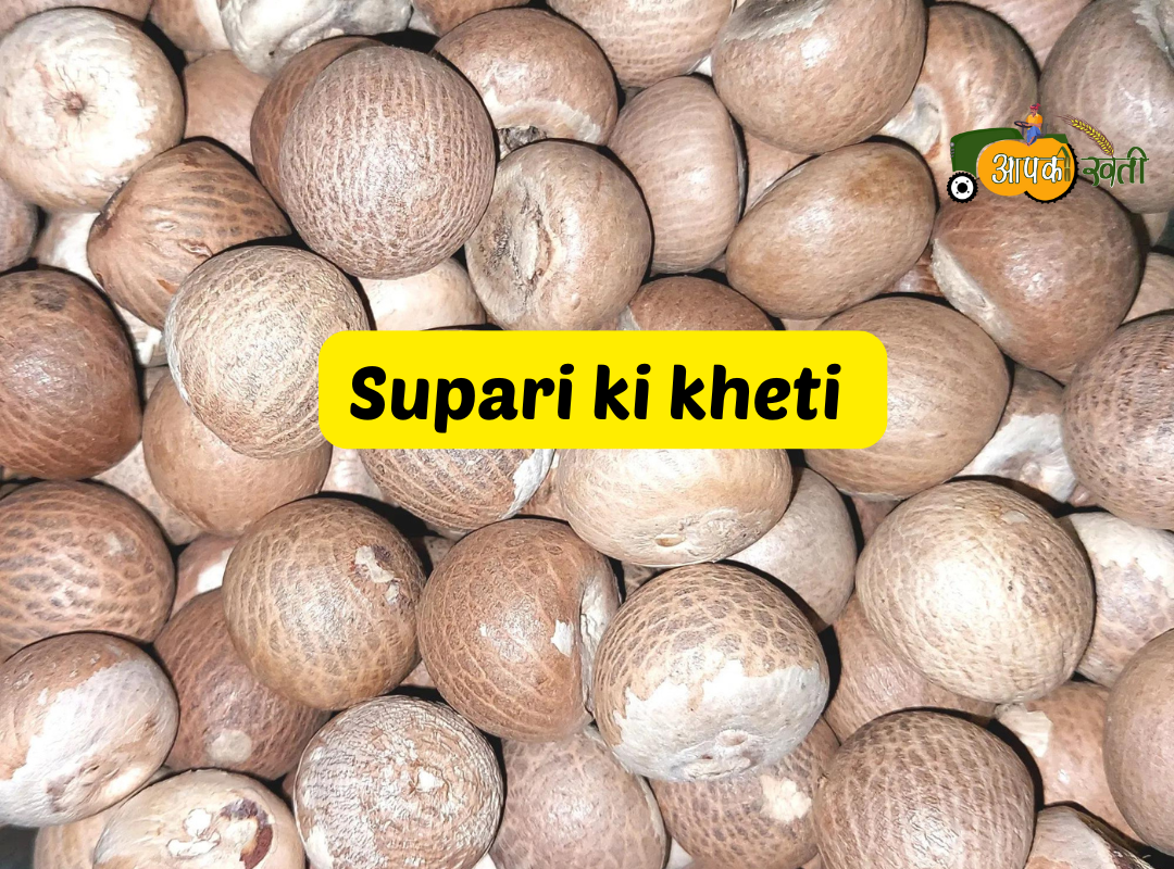 Supari ki kheti Aapkikheti.com