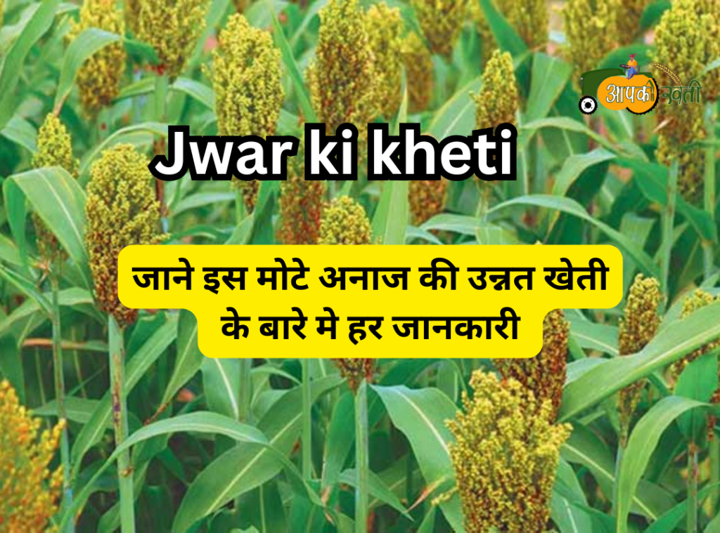 Jwar ki kheti Aapkikheti.com