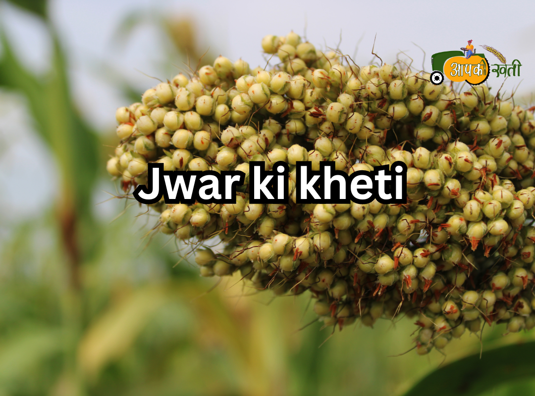 Jwar ki kheti Aapkikheti.com