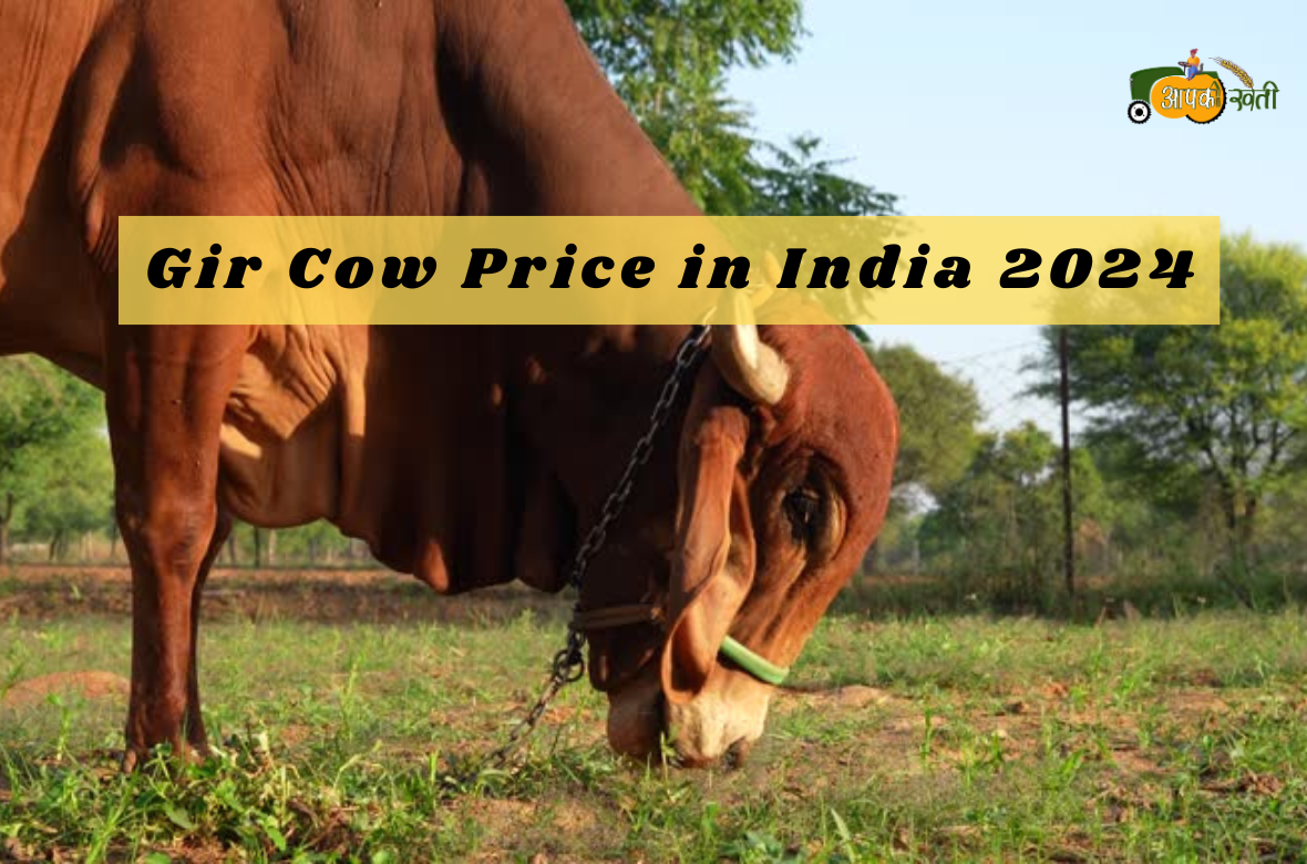 Gir cow price