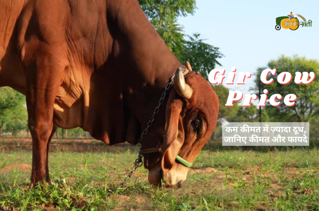 Gir cow price