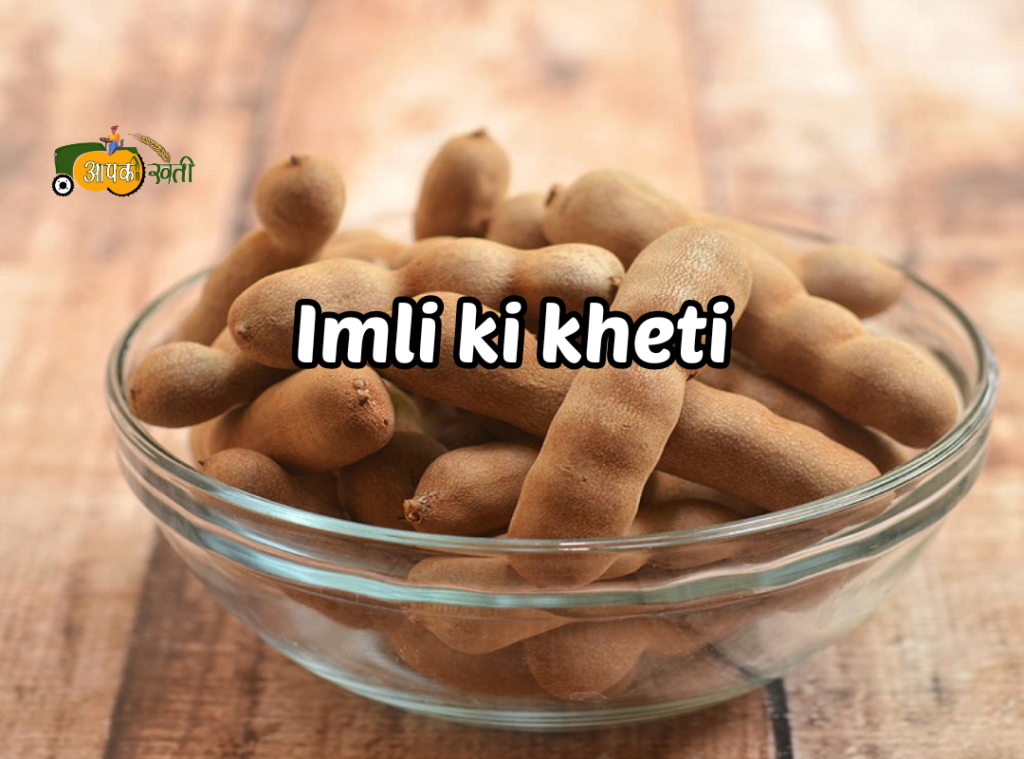 Imli ki kheti Aapkikheti.com