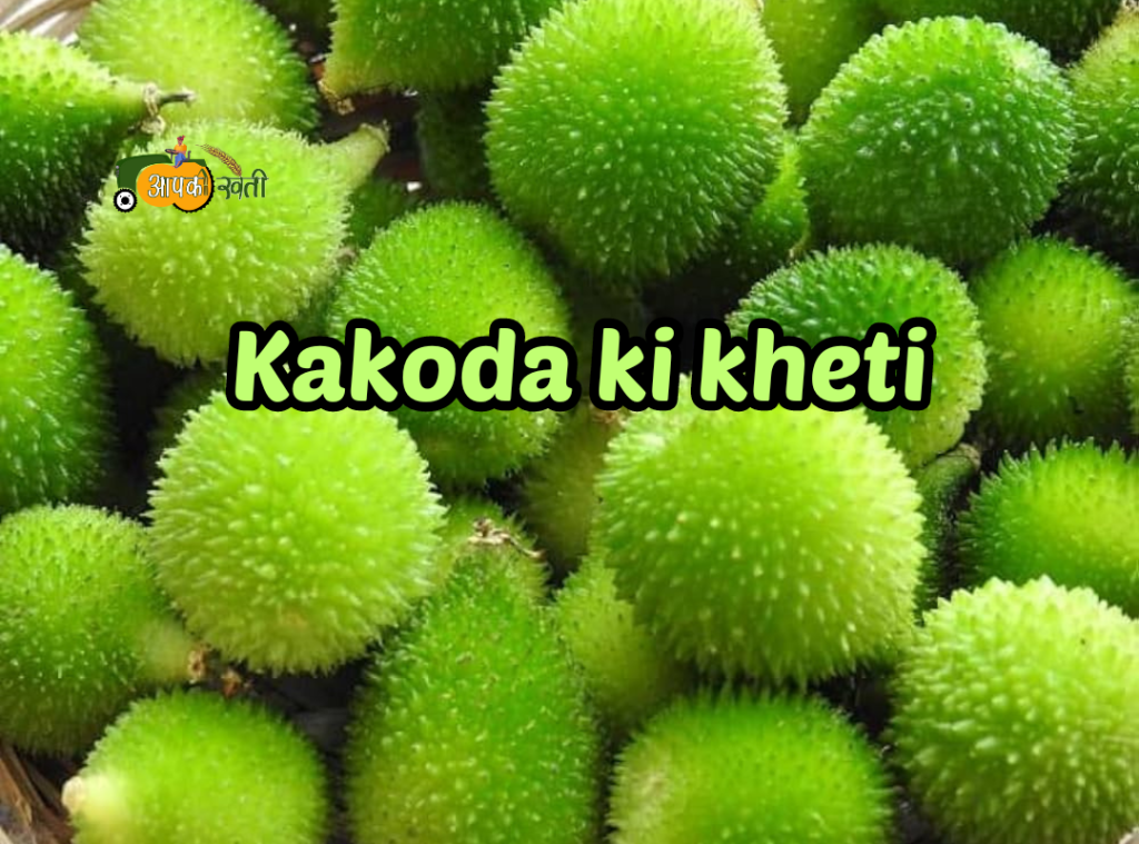 Kakoda ki kheti