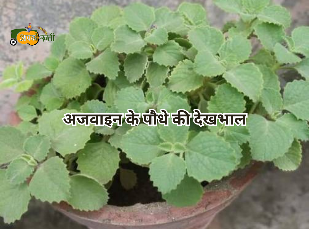 Ajwain ki kheti Aapkikheti.com