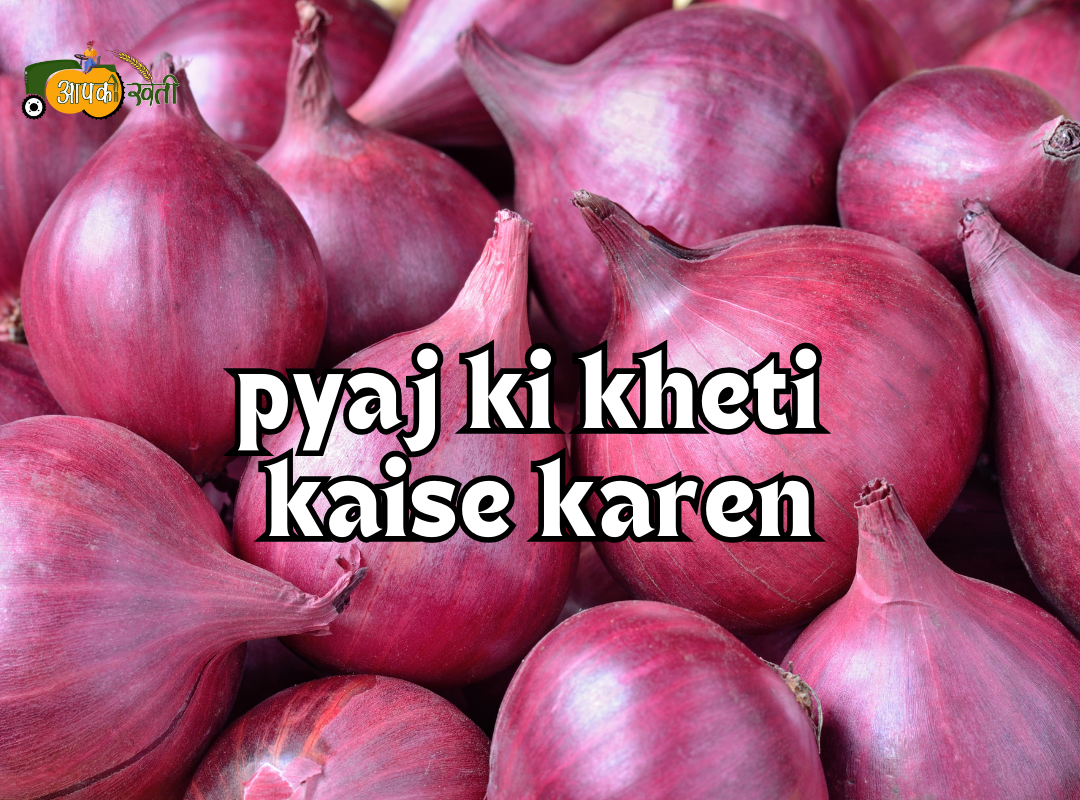 Pyaj ki kheti Aapkikheti.com