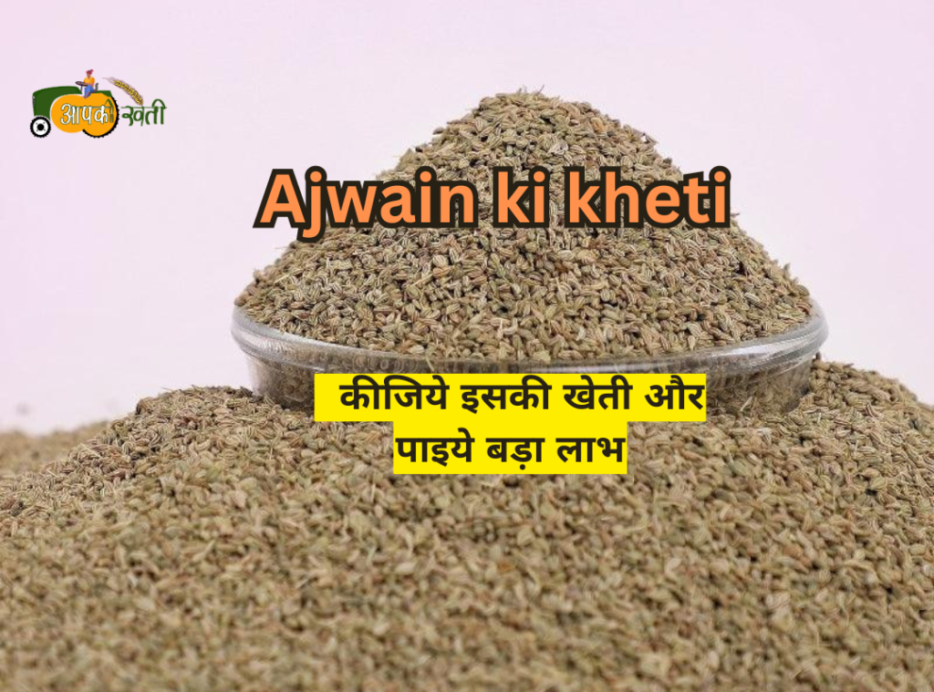 Ajwain ki kheti Aapkikheti.com