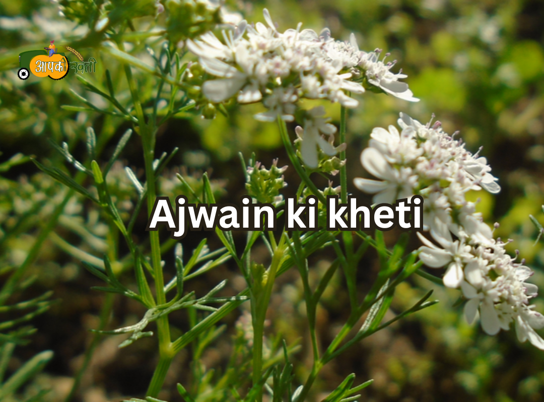 Ajwain ki kheti Aapkikheti.com