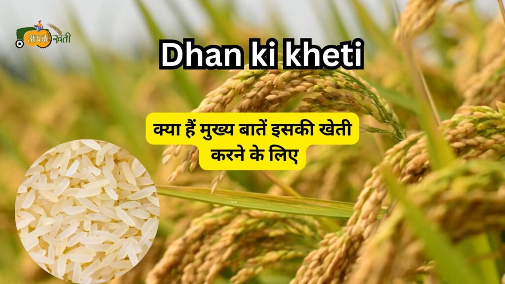 Dhan ki kheti