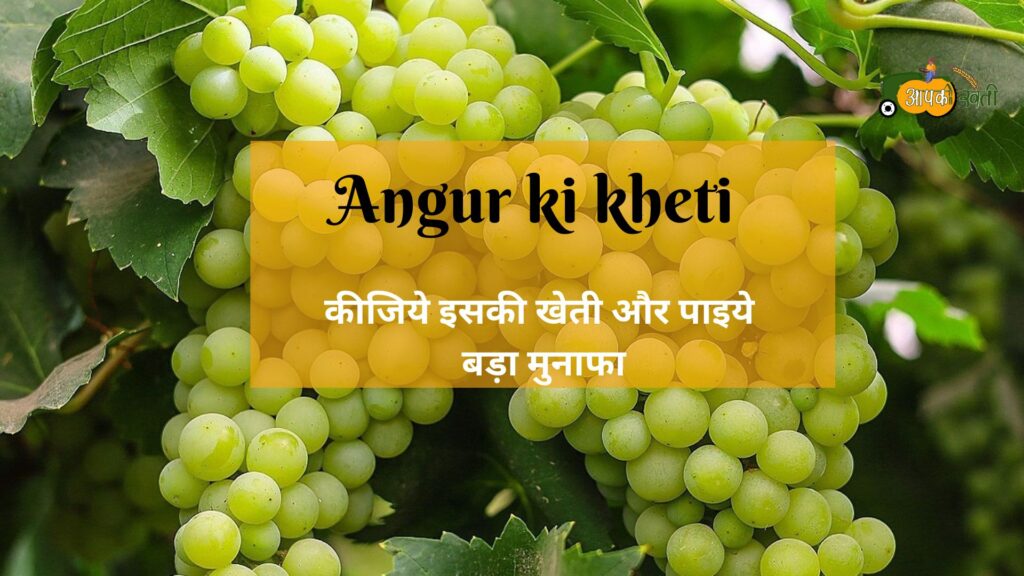 Angur ki kheti