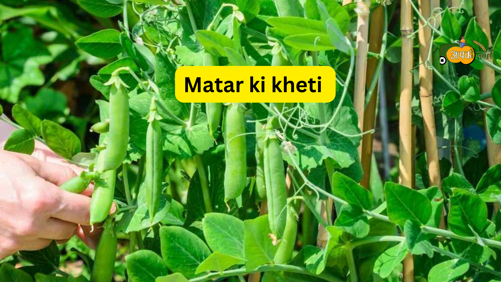 Matar ki kheti Aapkikheti.com