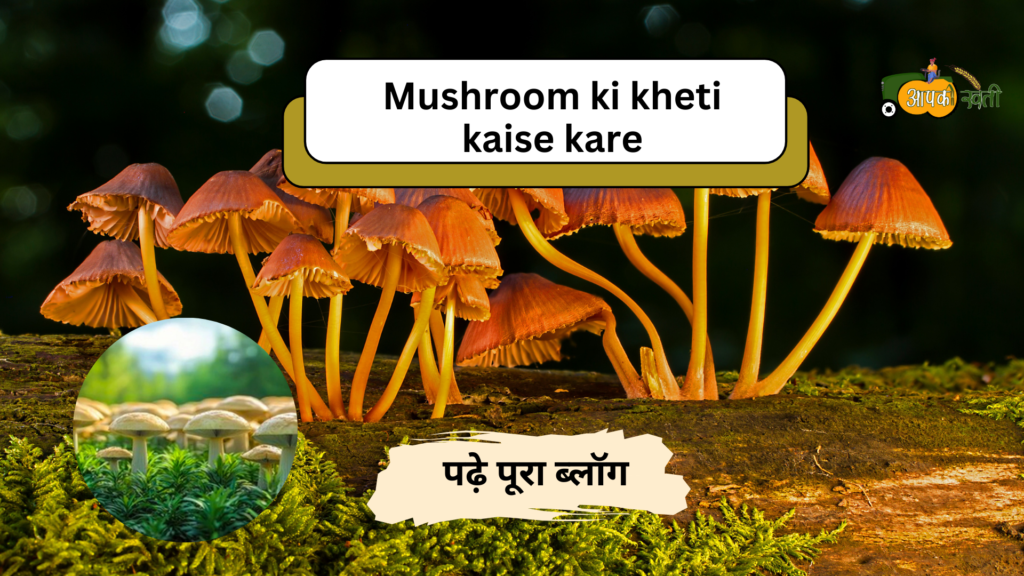 Mushroom ki kheti kaise kare-Aapkikheti.com