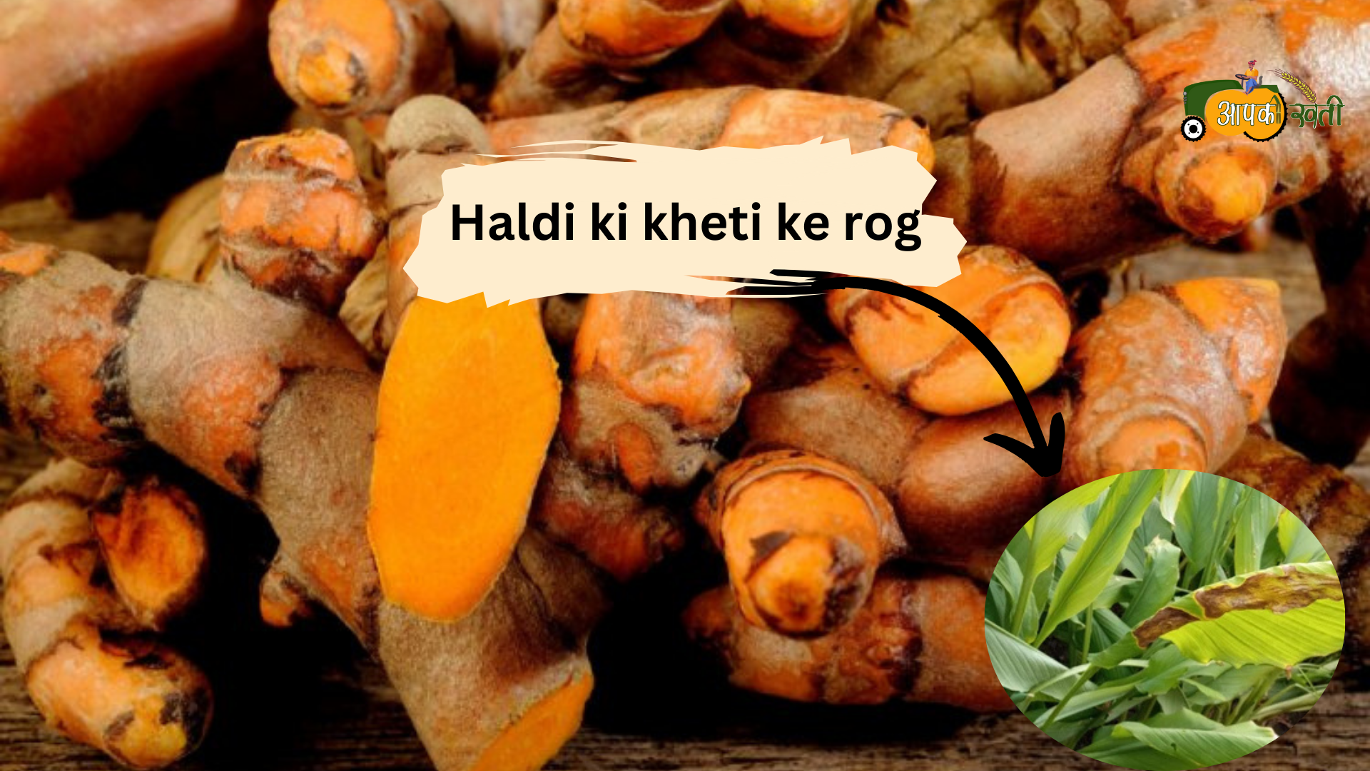 Haldi ki kheti-aapkikheti.com