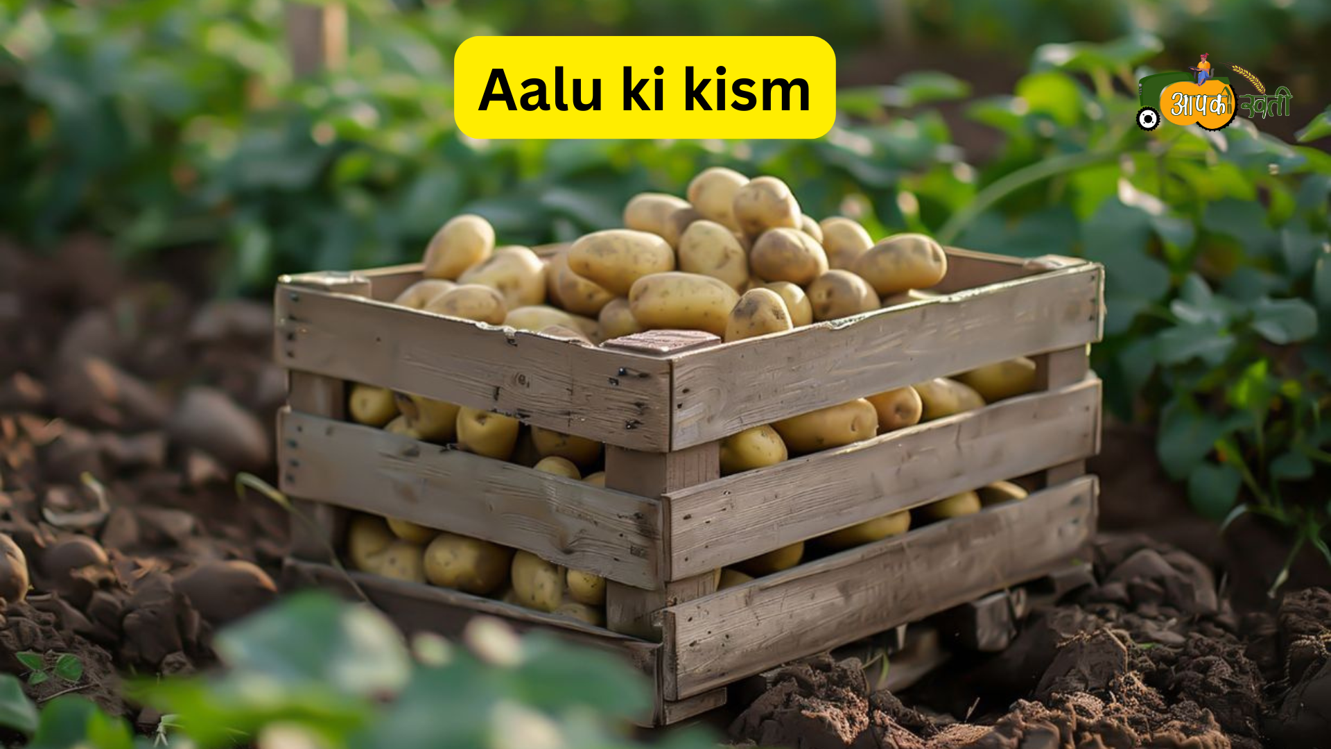 Aalu ki kheti aapkikheti.com