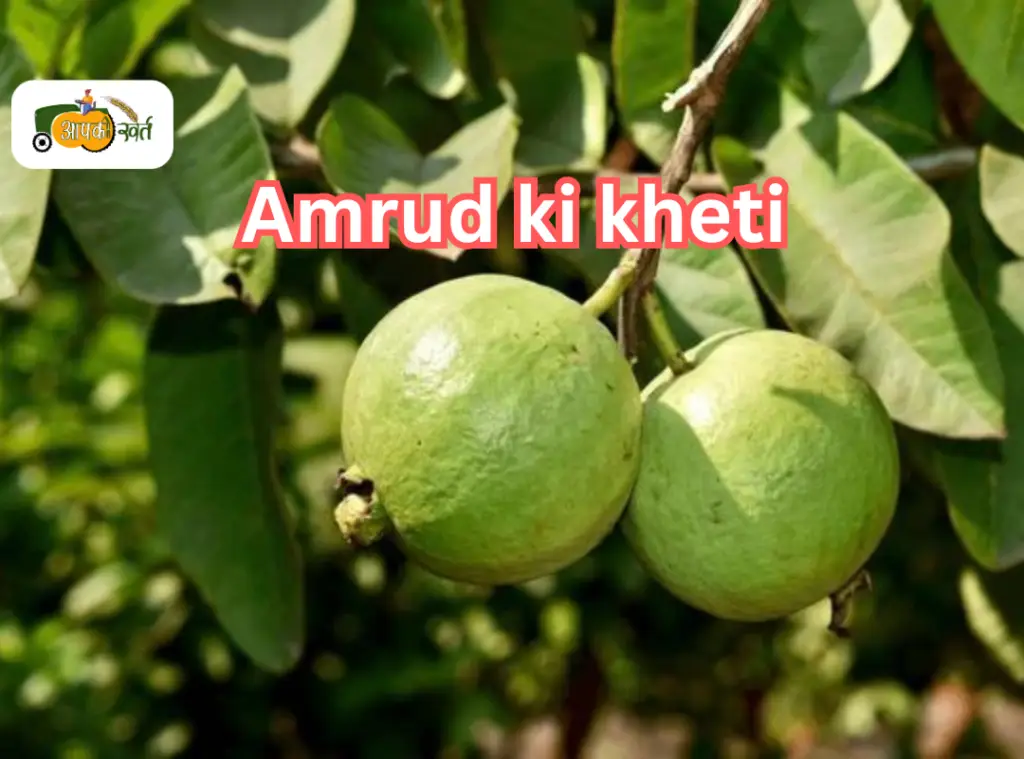 Amrud ki kheti