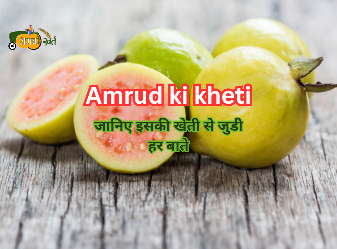 Amrud ki kheti