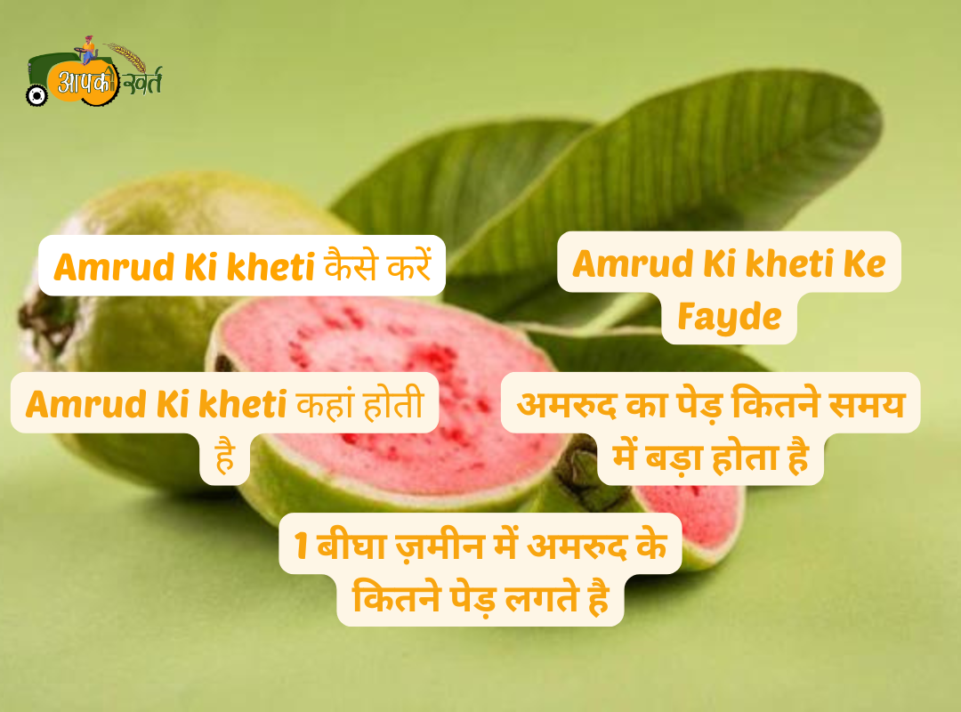 Amrud ki kheti