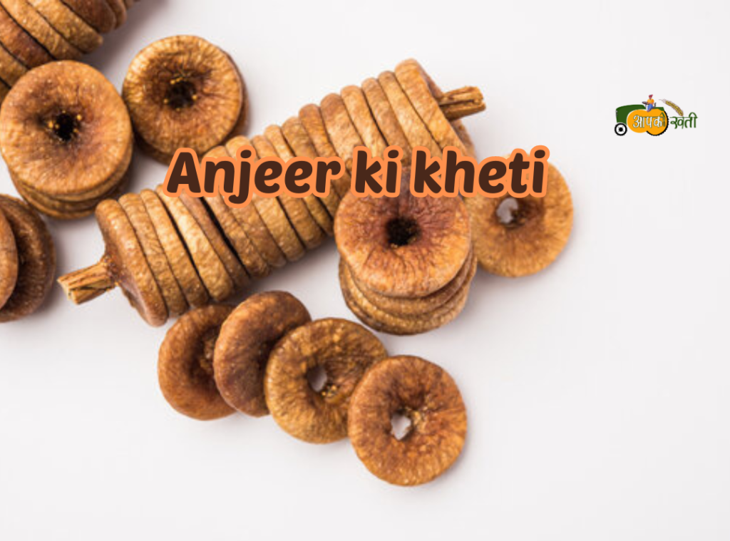 Anjeer ki kheti