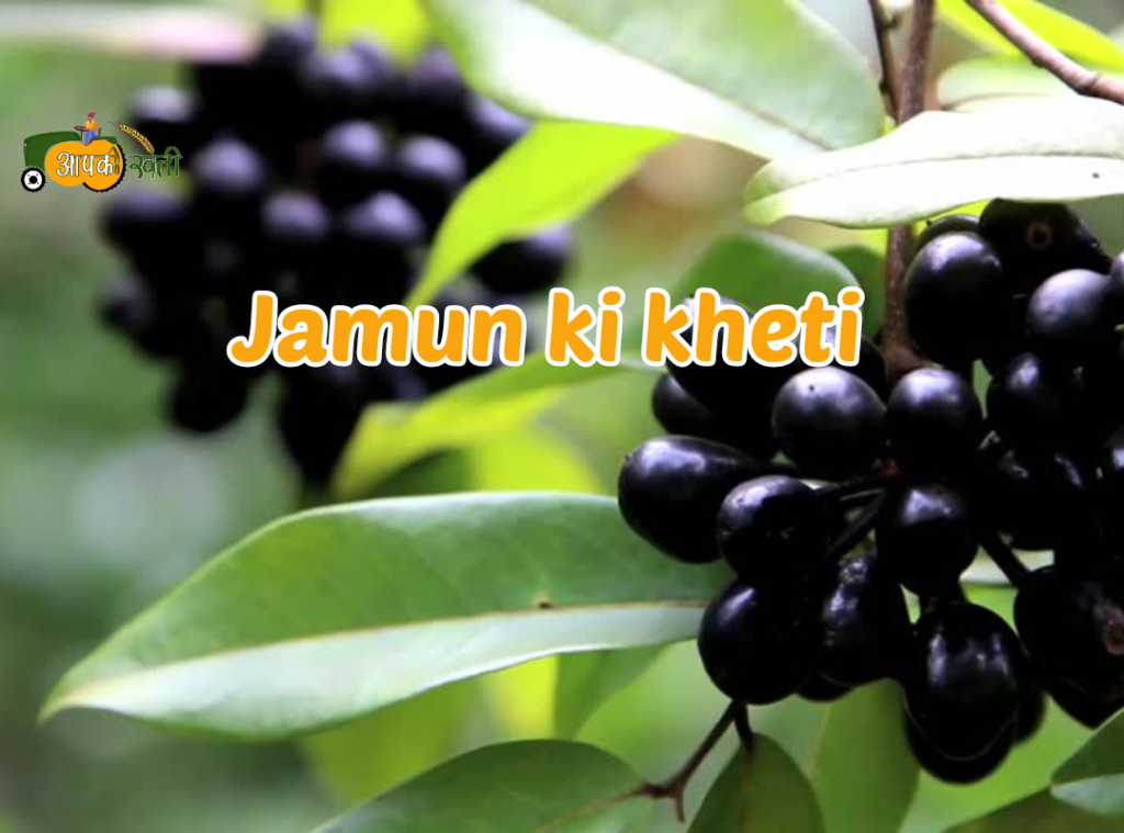 Jamun ki kheti