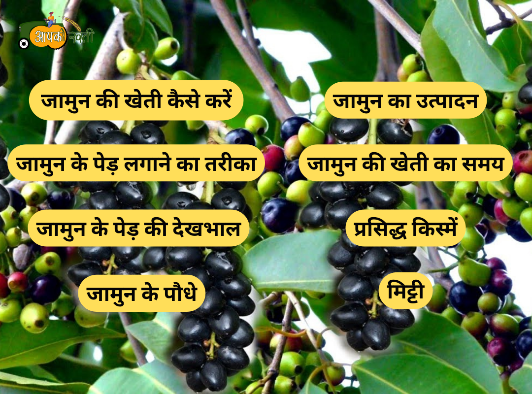 Jamun ki kheti