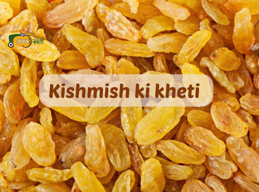 Kishmish ki kheti