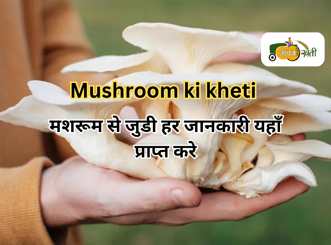 Mushroom ki kheti 