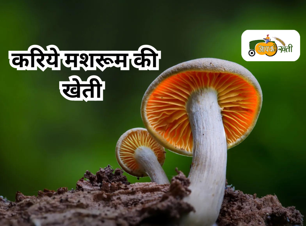 Mushroom ki kheti