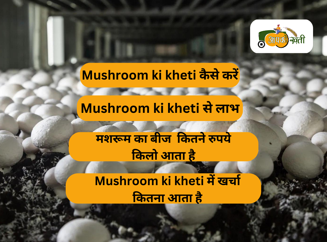 Mushroom ki kheti