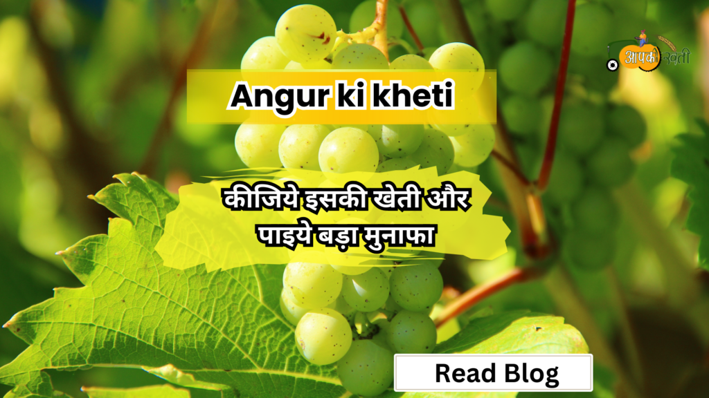 Angur ki kheti -Aapkikheti.com